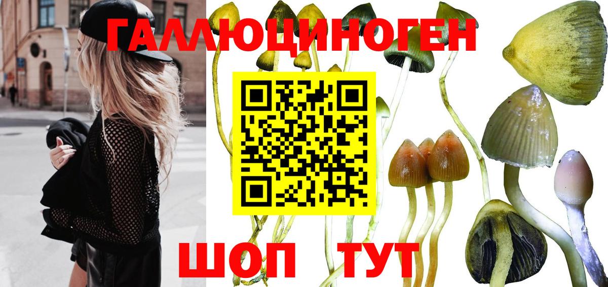 Псилоцибиновые грибы Psilocybe  Галлюциногенные грибы прущие грибы  Вольск  Вход с VPN 